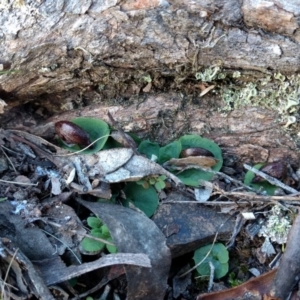 Corysanthes hispida at Jerrabomberra, NSW - suppressed