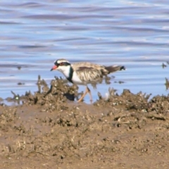 Charadrius melanops (Black-fronted Dotterel) at Gungahlin, ACT - 22 Apr 2017 by MatthewFrawley