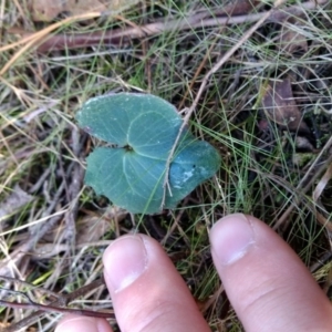 Acianthus sp. at Jerrabomberra, NSW - 23 Apr 2017