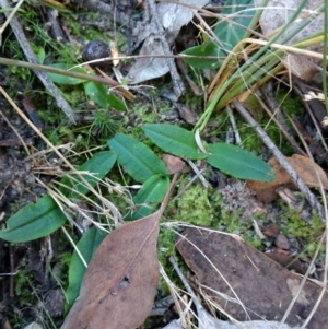 Chiloglottis sp. at Jerrabomberra, NSW - 23 Apr 2017