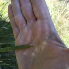 Lomandra longifolia at Yass, NSW - 23 Apr 2017