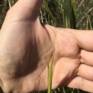 Lomandra longifolia at Yass, NSW - 23 Apr 2017