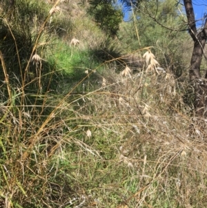 Themeda triandra at Yass, NSW - 23 Apr 2017 10:18 AM