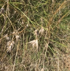 Themeda triandra at Yass, NSW - 23 Apr 2017 10:18 AM