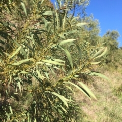 Acacia rubida (Red-stemmed Wattle, Red-leaved Wattle) at Yass, NSW - 23 Apr 2017 by Floramaya