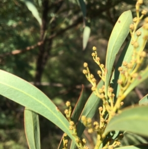 Acacia rubida at Yass, NSW - 23 Apr 2017 10:19 AM