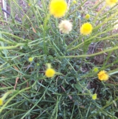 Calotis lappulacea at Yass, NSW - 23 Apr 2017