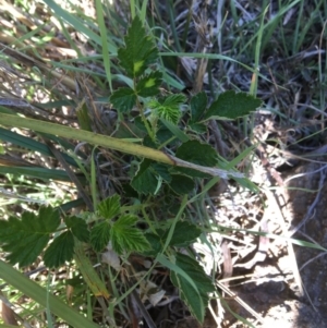 Rubus parvifolius at Yass, NSW - 23 Apr 2017 10:22 AM