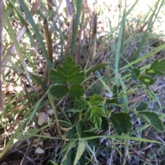 Rubus parvifolius at Yass, NSW - 23 Apr 2017 10:22 AM