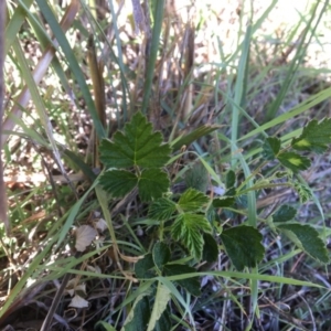 Rubus parvifolius at Yass, NSW - 23 Apr 2017 10:22 AM