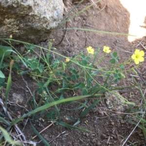 Oxalis sp. at Yass, NSW - 23 Apr 2017