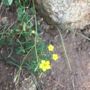 Oxalis sp. at Yass, NSW - 23 Apr 2017