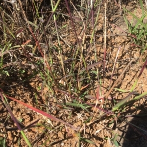 Digitaria brownii at Yass, NSW - 23 Apr 2017 10:25 AM