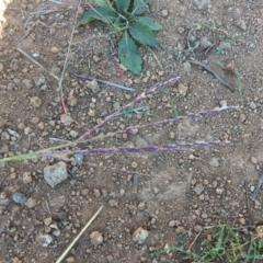 Digitaria brownii at Yass, NSW - 23 Apr 2017 10:25 AM