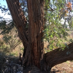 Eucalyptus cinerea at Yass, NSW - 23 Apr 2017