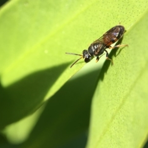 Hylaeus (Prosopisteron) littleri at Yarralumla, ACT - 23 Apr 2017