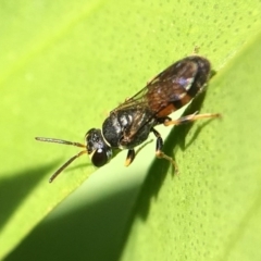 Hylaeus (Prosopisteron) littleri at Yarralumla, ACT - 23 Apr 2017