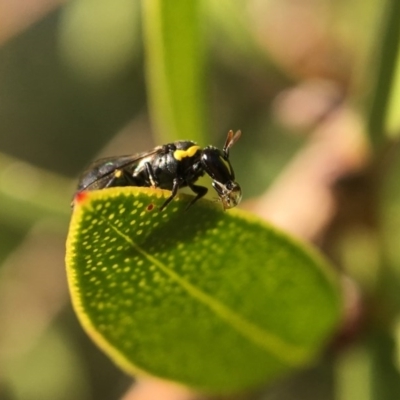 Hylaeus (Gnathoprosopis) amiculinus (Hylaeine colletid bee) at Yarralumla, ACT - 23 Apr 2017 by PeterA