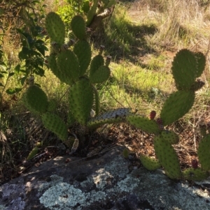 Opuntia puberula at Yass, NSW - 23 Apr 2017 11:27 AM