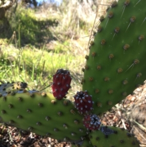 Opuntia puberula at Yass, NSW - 23 Apr 2017 11:27 AM