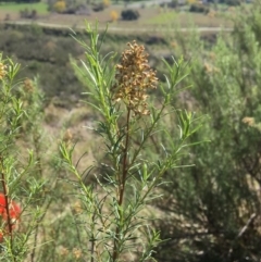 Cassinia quinquefaria at Yass, NSW - 23 Apr 2017 11:31 AM