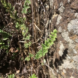 Cheilanthes distans at Yass, NSW - 23 Apr 2017