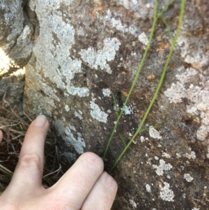 Wahlenbergia sp. at Yass, NSW - 23 Apr 2017