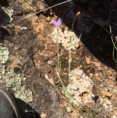 Wahlenbergia sp. at Yass, NSW - 23 Apr 2017