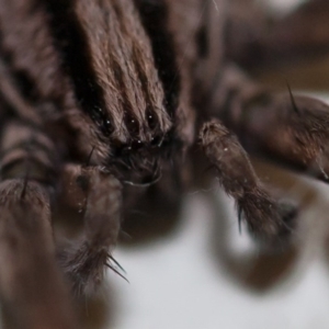 Miturga sp. (genus) at Murrumbateman, NSW - 23 Apr 2017 10:05 PM