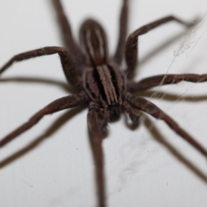 Miturga sp. (genus) at Murrumbateman, NSW - 23 Apr 2017 10:05 PM