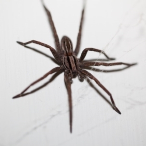 Miturga sp. (genus) at Murrumbateman, NSW - 23 Apr 2017 10:05 PM