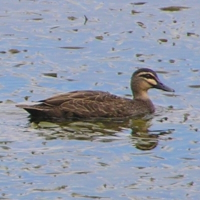 Anas superciliosa (Pacific Black Duck) at Forde, ACT - 22 Apr 2017 by MatthewFrawley