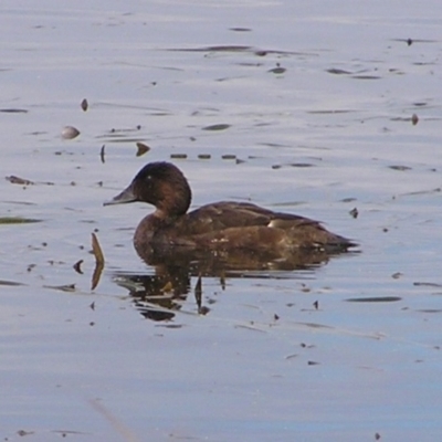 Aythya australis (Hardhead) at Ngunnawal, ACT - 22 Apr 2017 by MatthewFrawley