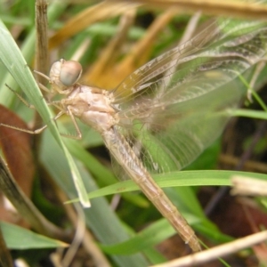 Diplacodes bipunctata at Amaroo, ACT - 22 Apr 2017