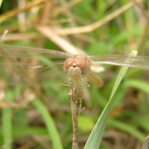 Diplacodes bipunctata at Amaroo, ACT - 22 Apr 2017