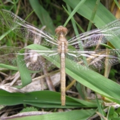 Diplacodes bipunctata at Amaroo, ACT - 22 Apr 2017