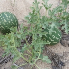 Citrullus amarus (Wild Melon, Camel Melon, Bitter Melon) at Stromlo, ACT - 24 Apr 2017 by Mike