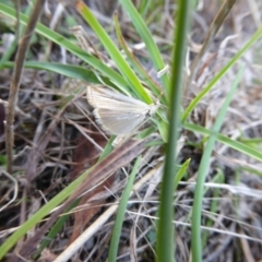 Hednota species near grammellus (Pyralid or snout moth) at Tuggeranong Hill - 22 Apr 2017 by AndyRussell