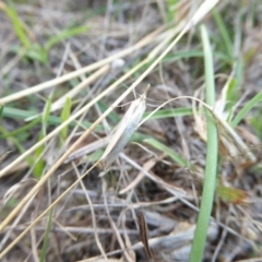 Hednota species near grammellus at Theodore, ACT - 22 Apr 2017 04:11 PM