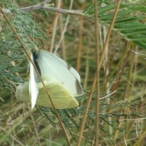 Pieris rapae at Stromlo, ACT - 24 Apr 2017