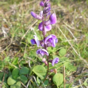 Glycine tabacina at Theodore, ACT - 22 Apr 2017