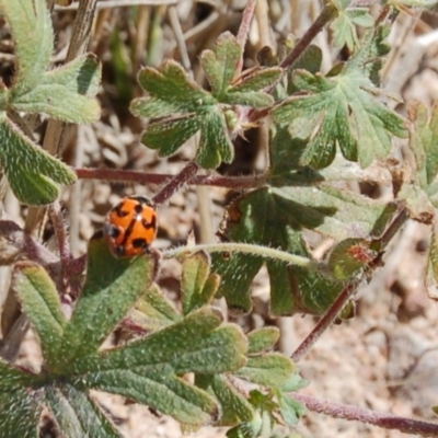 Coccinella transversalis (Transverse Ladybird) at Molonglo Valley, ACT - 10 Feb 2010 by AndyRussell