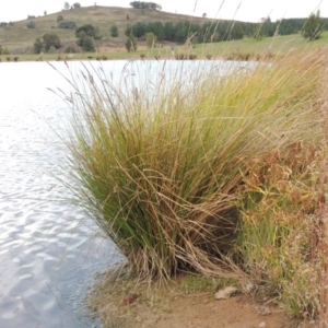 Carex appressa at Weston Creek, ACT - 18 Apr 2017 06:16 PM