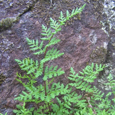 Cheilanthes austrotenuifolia (Rock Fern) at Mount Taylor - 24 Apr 2017 by MatthewFrawley