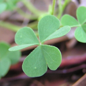 Oxalis sp. at Kambah, ACT - 24 Apr 2017