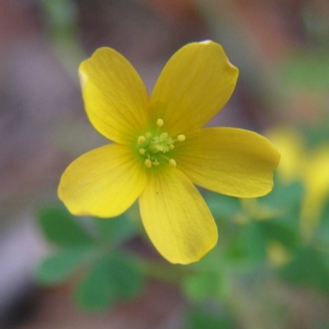 Oxalis sp. at Kambah, ACT - 24 Apr 2017