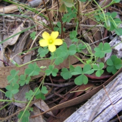 Oxalis sp. at Kambah, ACT - 24 Apr 2017