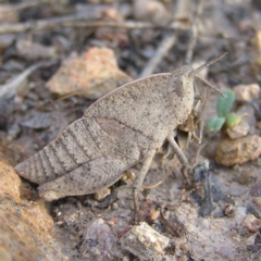 Goniaea australasiae (Gumleaf grasshopper) at Mount Taylor - 24 Apr 2017 by MatthewFrawley