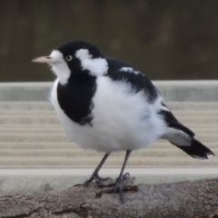 Grallina cyanoleuca (Magpie-lark) at Coombs, ACT - 18 Apr 2017 by michaelb