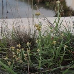 Pseudognaphalium luteoalbum (Jersey Cudweed) at Coombs, ACT - 18 Apr 2017 by MichaelBedingfield